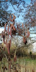 Pat 02 Lijkt wel lente